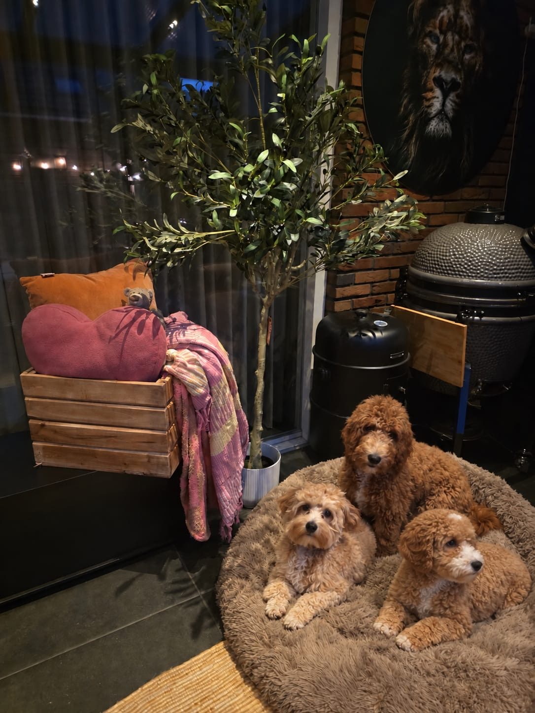 Drie hondjes samen in een zachte mand