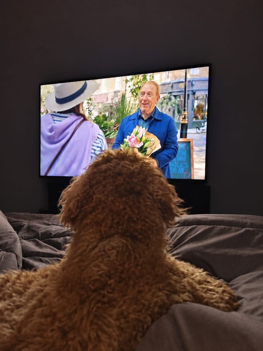 Hondje kijkt tv vanaf de bank