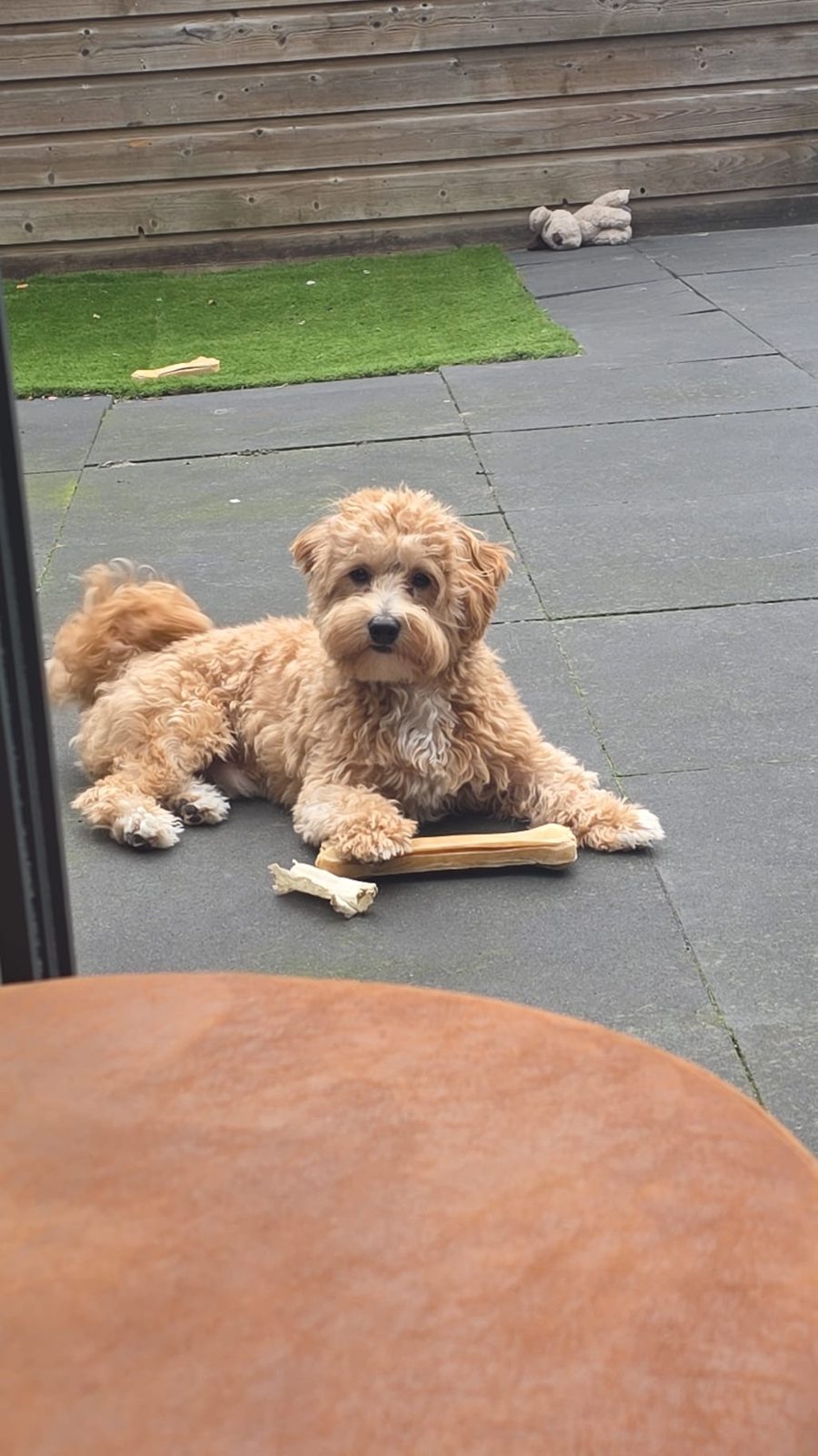Hondje met een kluif in de tuin