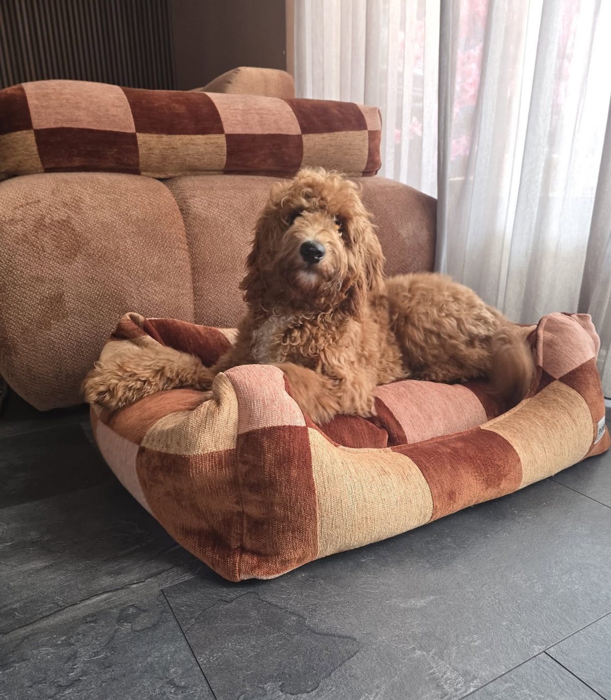 Een ontspannen hond in een zachte mand in een huiselijke woonkamer