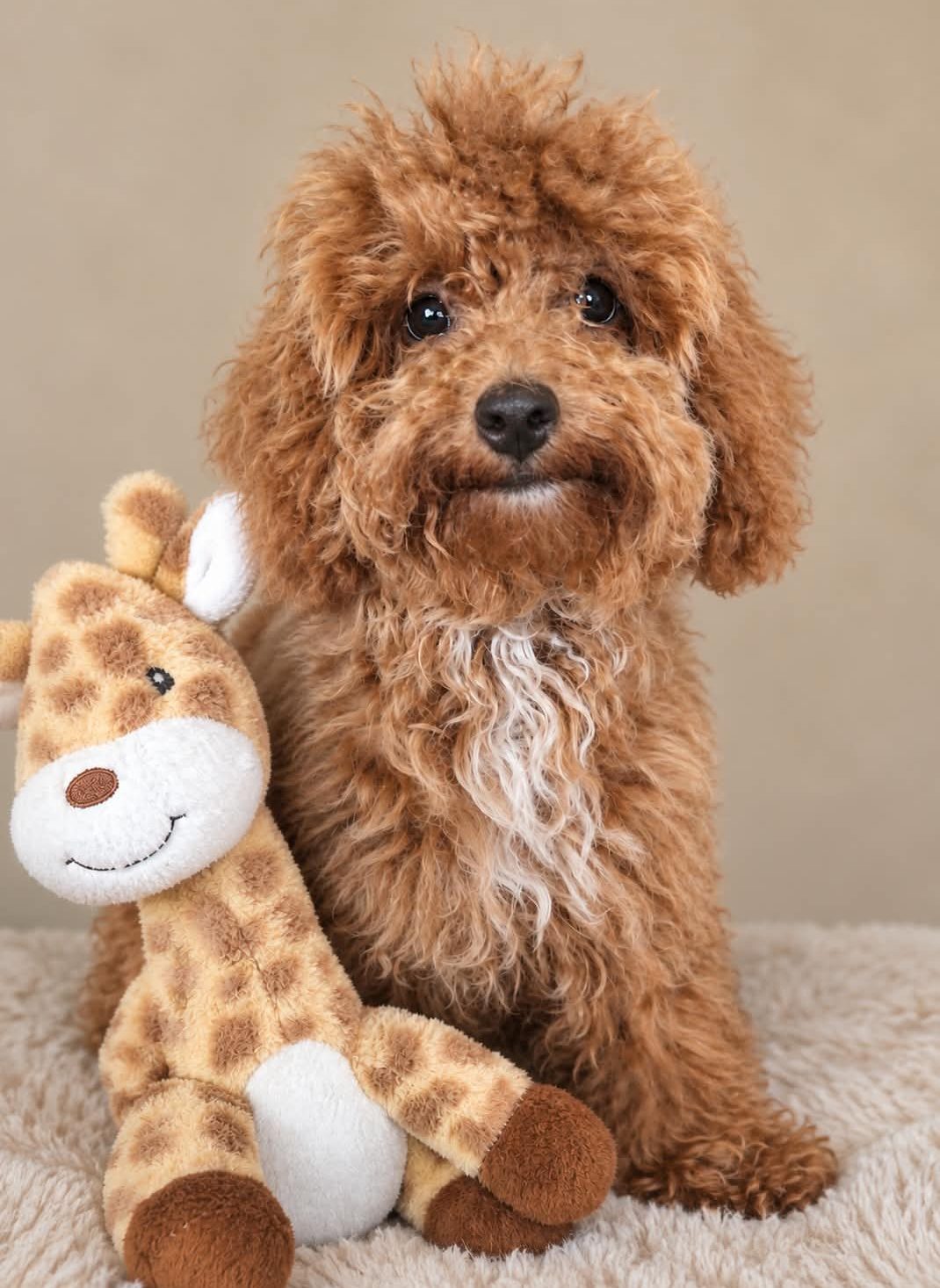 Pupje met een knuffelgiraf